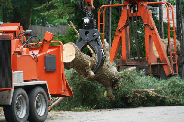 Best Tree Cabling and Bracing  in Beckley, WV