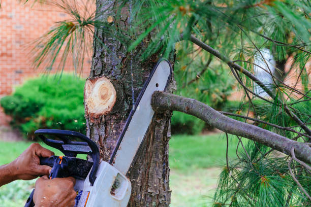 Best Fruit Tree Pruning  in Beckley, WV